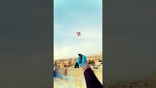 BIG GUDDA FLYING