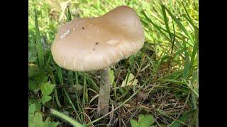 Identifying The Spring Fieldcap, Agrocybe praecox