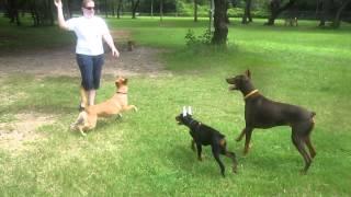 Emma and Jones at the Niceville Dog Park