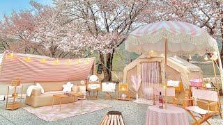 Beautiful Cherry Blossom Rain from the Sky  / Cherry Blossom Ending Camping / Camping V-log