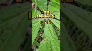 그늘을 좋아하는 나물 소개 합니다 . #텃밭이야기 #나물