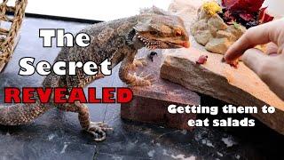 Bearded Dragon Salads 101