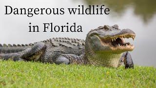 MOST DANGEROUS ANIMALS IN FLORIDA