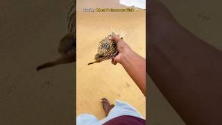 Saving a Poisonous but Precious Puffer Fish  #shorts #fish #trending