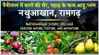 Nathuakhan Scenic Village near Ramgarh Nainital | Uttarakhand fruits Aadu/Peach , Plum | CheckInNews