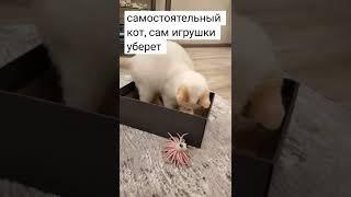 Умный Умка! Кот всё сам сделает!