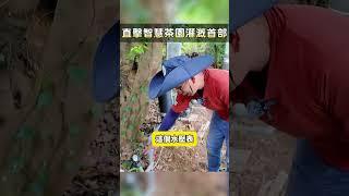 直擊智慧茶園灌溉首部  #智慧農業  #農業科技  #農業氣象