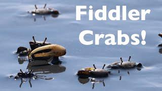 Meet the Fiddler Crab!