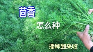 茴香种植/播种/采收