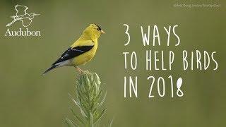 3 Ways to Help Birds | National Audubon Society