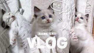 Vlog 아기고양이 입양했어요! / 초보집사 / 랙돌 분양 / 고양이 입양 브이로그 