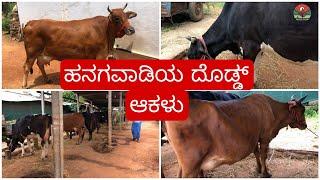 ಹನಗವಾಡಿಯ ದೊಡ್ಡ್ ಆಕಳು | Cows of hanagawadi