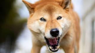 [Japanese dogs will bite] Isn't that common knowledge in Japan?