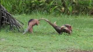 Anteaters Fight in the Wild.wmv