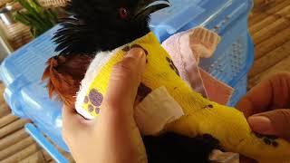 HOW TO RESCUE A BIRD?! The Greater Coucal is a beutiful bird found in South Asia.