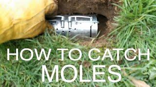 How to Catch Moles using Barrel Mole Traps