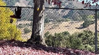 Throwing More Eggs in Slow Motion 