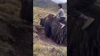 small boy Yak riding | #himalayan #tibetan #yak #riding