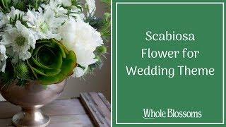 Get Fresh Scabiosa Flower for Wedding Theme from Whole Blossoms