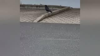 #igor #the #crow #shorts #viralvideo #video #birds #bird #krähe #krähenfüße #nature #tiere #wow #on