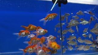 #best #aquarium #fish #shop Hyderabad Falaknuma AL NOOR AQUARIUM #offer #fishes 8919447418