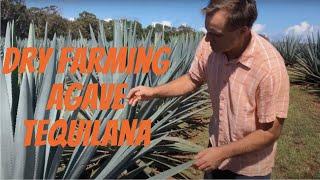 Dry Farming Agave tequilana