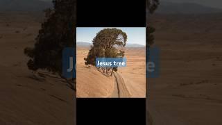 Jesus tree 길가에 나무모양이 예수님~!!