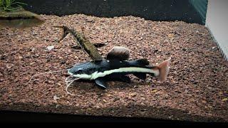 Watch this BEFORE you buy a REDTAIL CATFISH! |  15'' in just 6 MONTHS