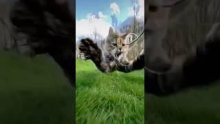 Action cats in slow motion