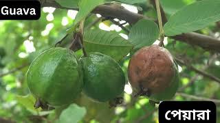 ২০টি ফলের নাম ইংরেজি এবং বাংলায়  Sona Monider Patshala #kidslearning