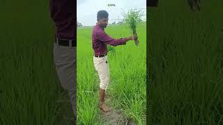 Thilipagri field visit in Paddy crop. #paddy #agriculture #sml #விவசாயி