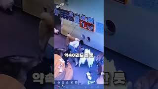 순식간에 강아지들에게 포위된 여성