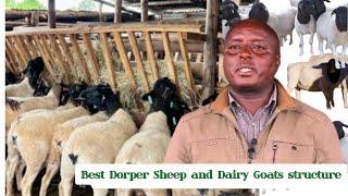 1000+ Dorper and Goat structure. HE CLOSED DOWN his 5 Colleges to Start Dorper farming