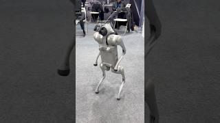 CES 2025 Unitree Robot Dog performs flips at #CES2025 presented by Toborlife AI #robodog #robotpet