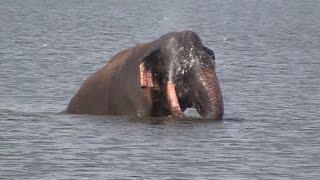 Huge elephant bathing at the Minneriya national park !