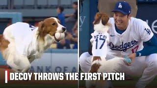 Shohei Ohtani's dog, Decoy, throws out first pitch before Orioles vs. Dodgers  | ESPN MLB