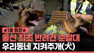 우리동네 지키는 반려견 순찰대 '지켜주개(犬)' 울산 1호 등장 고난이도 시험을 통과해야한다고?