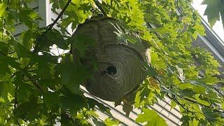 Bucket of death : soapy water vs hornets : dish soap on wasps