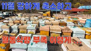 월동식량이 부족하면 소비 강하게 압축하며 이렇게 해보세요