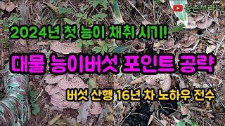 2024년도 대물 능이버섯 채취하는 방법! 포인트 공략 및 지형 상단부 하단부 공략 순서 지역마다 능이버섯 올라오는 채취시기 아는 방법! 영상 하나로 고급 정보 대박 예감