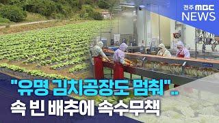 "유명 김치공장도 멈춰".. 속 빈 배추에 속수무책 | 전주MBC 240925 방송