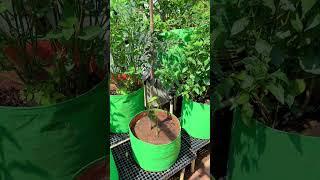 மிளகு கொடி நம்ம வீட்லயே வளர்கலாமா???| Harvesting   #tamil #snacks #food #home #garden