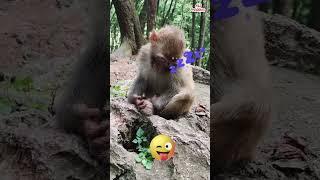 Look How Monkey Sleeping With Snoring  #monkey #animals #shorts #viral #bandar