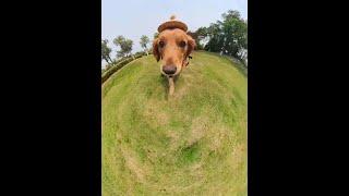 The dog is like walking on the planet. #Debut of Cute Pets Plan #