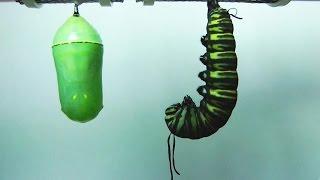 Monarch Butterfly Metamorphosis time-lapse FYV