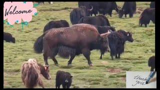 A bigger wild yak was walking among Nomad's yaks! So biggest than Nomad's yaks! #yak #animals