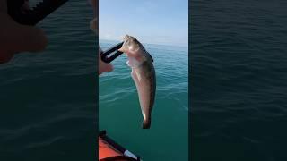 Руками не трогать! Самая опасная рыба чёрного моря. Рыбалка в Сочи, ядовитые рыбы, опасно для жизни