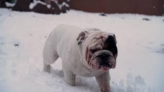 Does it snow in St George, Utah? |Southern Utah|Winter Storm2019