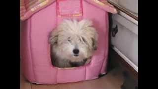 Very funny 5 month Coton De Tulear puppy