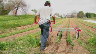 hilling peas